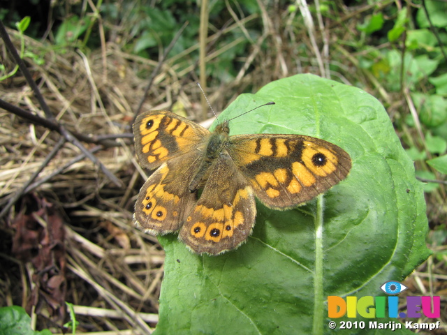 SX16044 Wall Brown butterfly (Pararge megera)